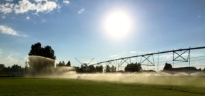 An industrial sprinkler watering sod.