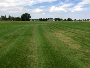 A grassy field.