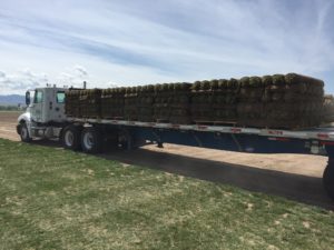 A flatbed semi truck loaded with pallets of sod.