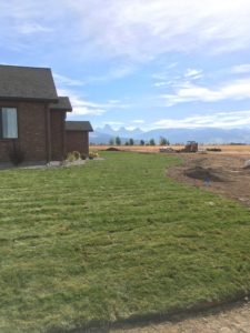 A house with a sod lawn.