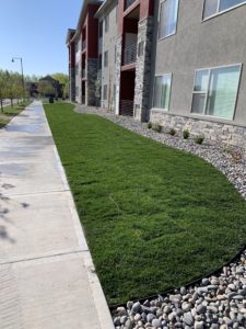 A new sod lawn at an apartment complex.