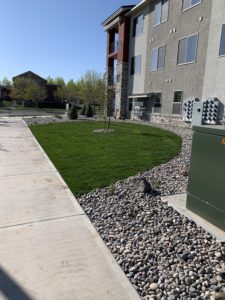 A patch of sod surrounded by river rocks at an apartment complex,