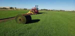 The heavy machine used to harvest the sod in action. A huge roll of sod is behind it.