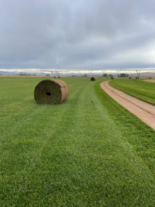 Huge rolls of sod in a grassy field.